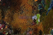 Sertularella diaphana Hydraire arbuste-Safaga Panomara Reef N-31m-20171123-Denis-ADER-DSC_3628_tn